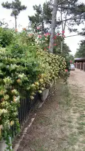 Песчаный берег - 25