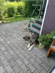 Околица - 9