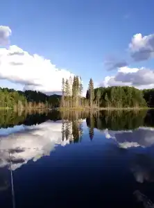 в лесу - 1