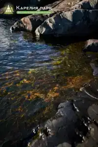 Карелия Парк - 35