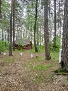 Лесная поляна - 55