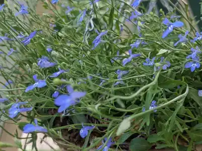 Тихая Гавань - 29