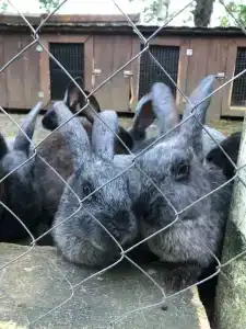 Серебряный Ключ - 65