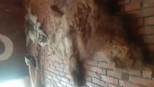 Панский сад - 56