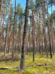 Гостевые дома в Бадачево - 18