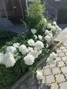 Волшебный Сад - 40