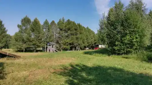 Золотой фазан - 38