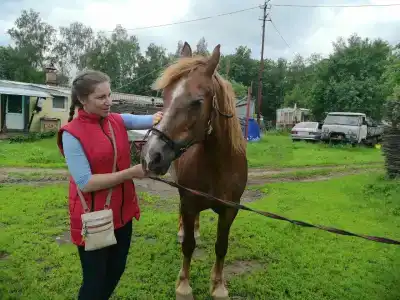 Белая лошадь - 19
