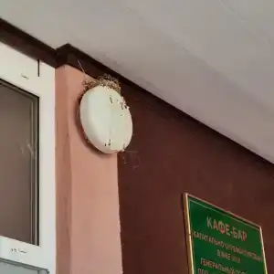 Дубравушка - 51