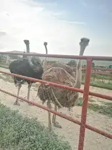 Страусиная ферма Экзотик - 67