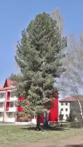 Фантазия - 12