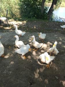 Монахов пруд - 53