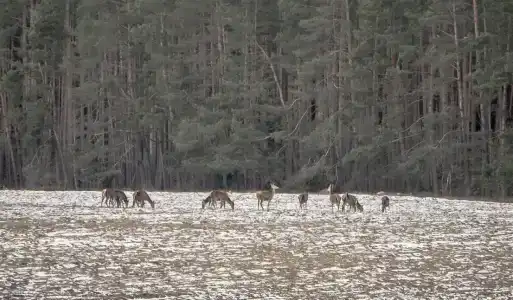 Беловежское Поместье - 17