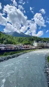 Голден Тюлип - 98