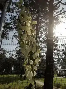 Бриз - 32