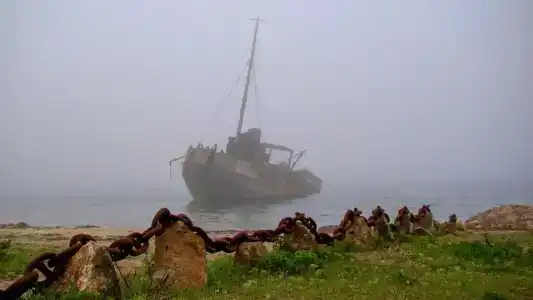 Ромашка-Витязь - 15