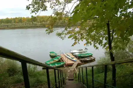 Подсолнухи - 24