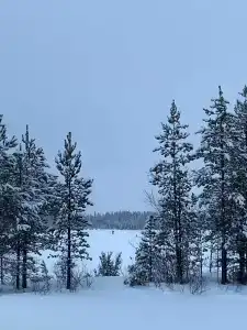 Кица ДСС - 37