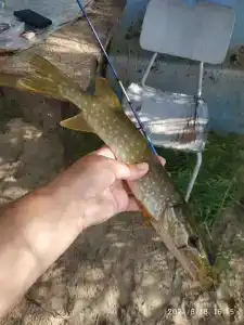 Бодрость - 75