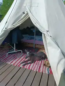 Karelia Love Glamping - 29