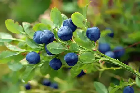 Снетковское Озеро - 64