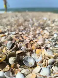 Морская дача - 67