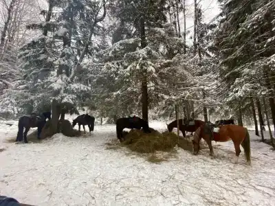 Конная база в Михайловском - 6