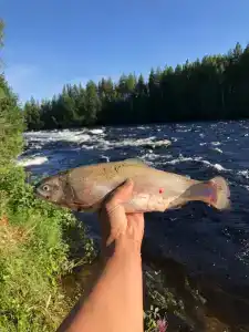 Сегежа Парк - 68