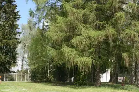 Беликово - 24