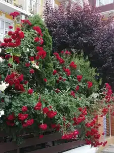 Коттедж Согдиана - 8