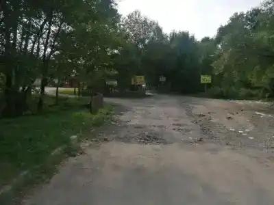 Дуб Зеленый - 1