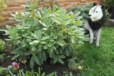AMIGO Panna-Cotta - 34