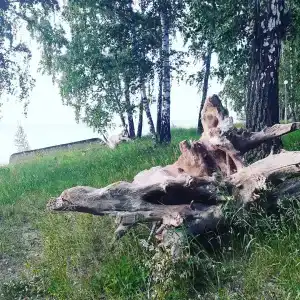 Сосны - 1