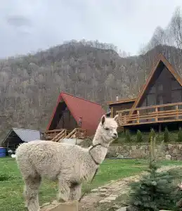 Альпака - 10
