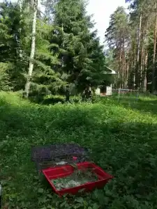 Лесовичок - 20