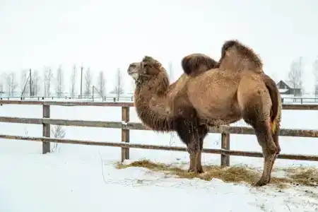 Эко клуб на Ферме - 82