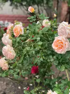 Энергетик - 40