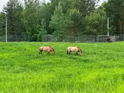Конный Двор в Пржевальском - 41
