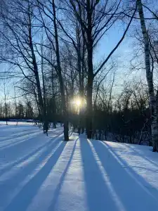 Ильинка лес - 5