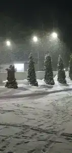 Хвойный - 89