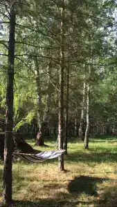 Место в лесу - 1