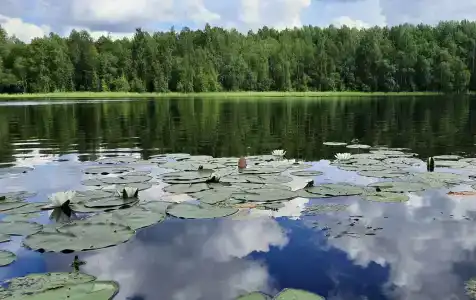 Лунный свет - 66