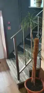 Фламинго на Тургенева - 6