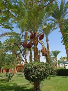 Ali Baba Palace -Families and Couples Only- - 56