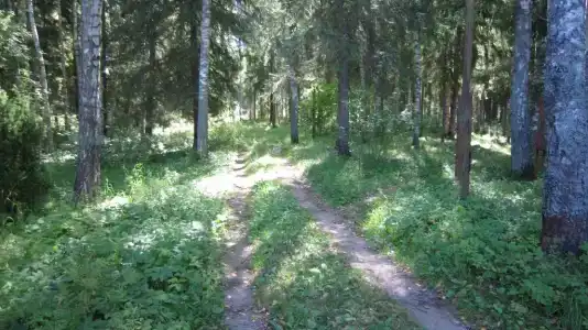 Лесной Родник - 61