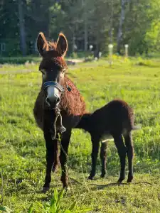 Березовка - 79