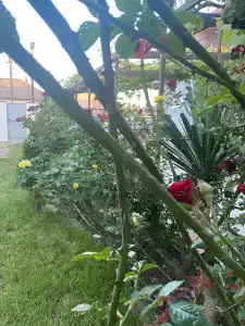 FeegTree - 13