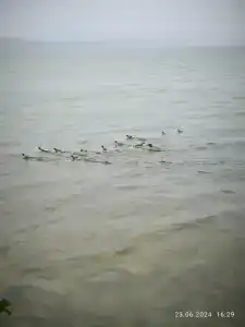 Зеленый бор - 5