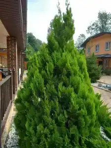 Фаворит - 26