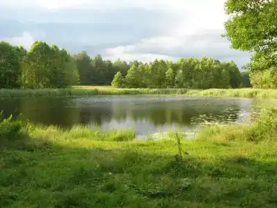 Лесной Эдем - 15